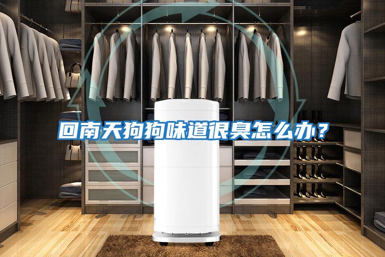 回南天狗狗味道很臭怎么辦？